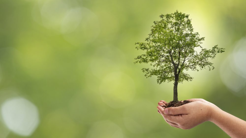 Ketelfabrikant plant 15 bomen voor elke hr-ketel