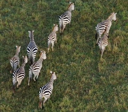 TBI lanceert TBI Zebra: partner voor duurzame innovaties